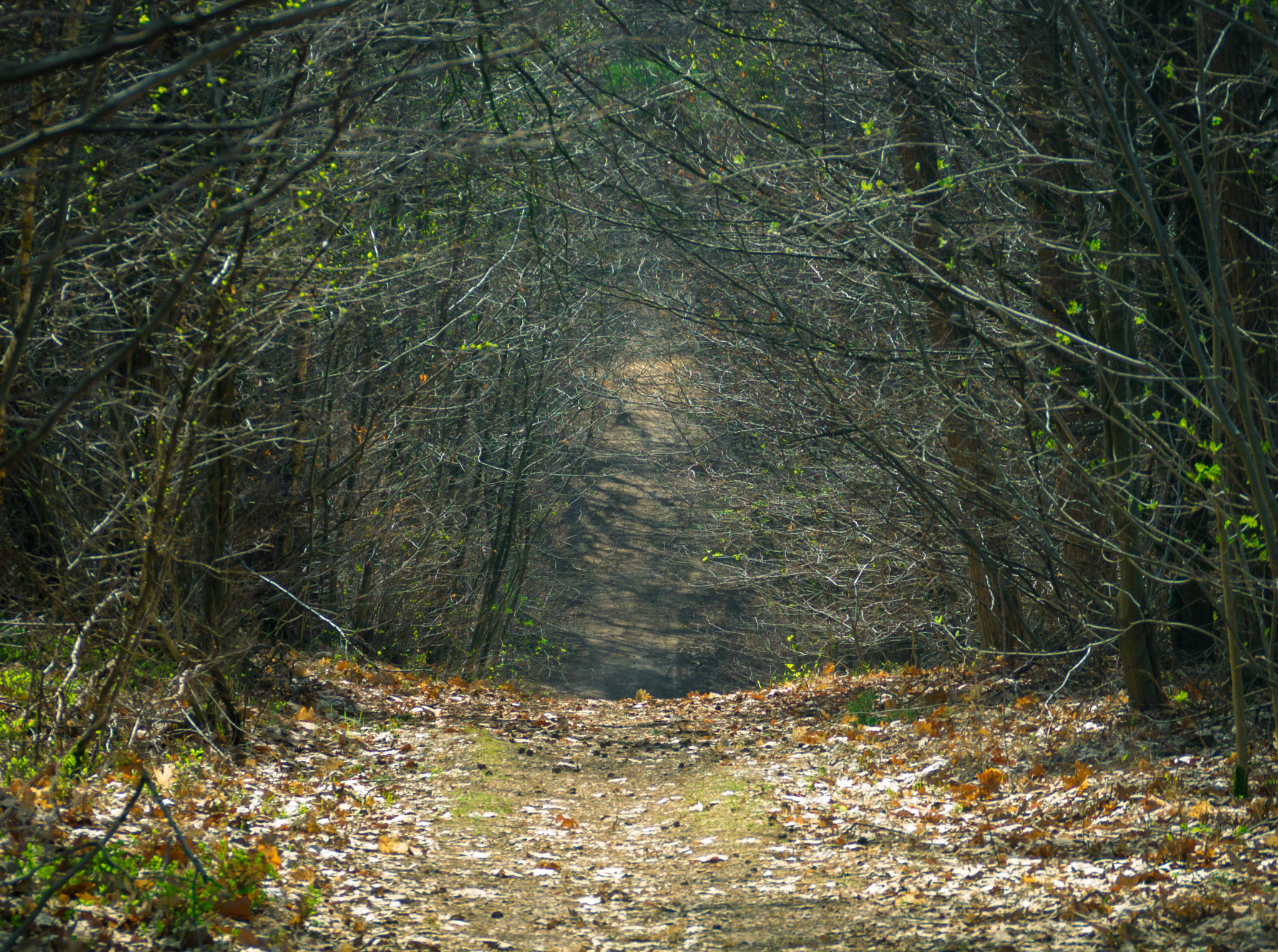 Canon EOS 1100D (EOS Rebel T3 / EOS Kiss X50) sample photo. Forest path photography