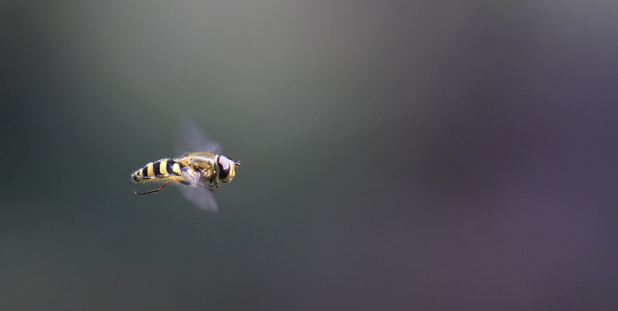 Canon EF 100mm F2.8L Macro IS USM sample photo. Im flug erwischt photography