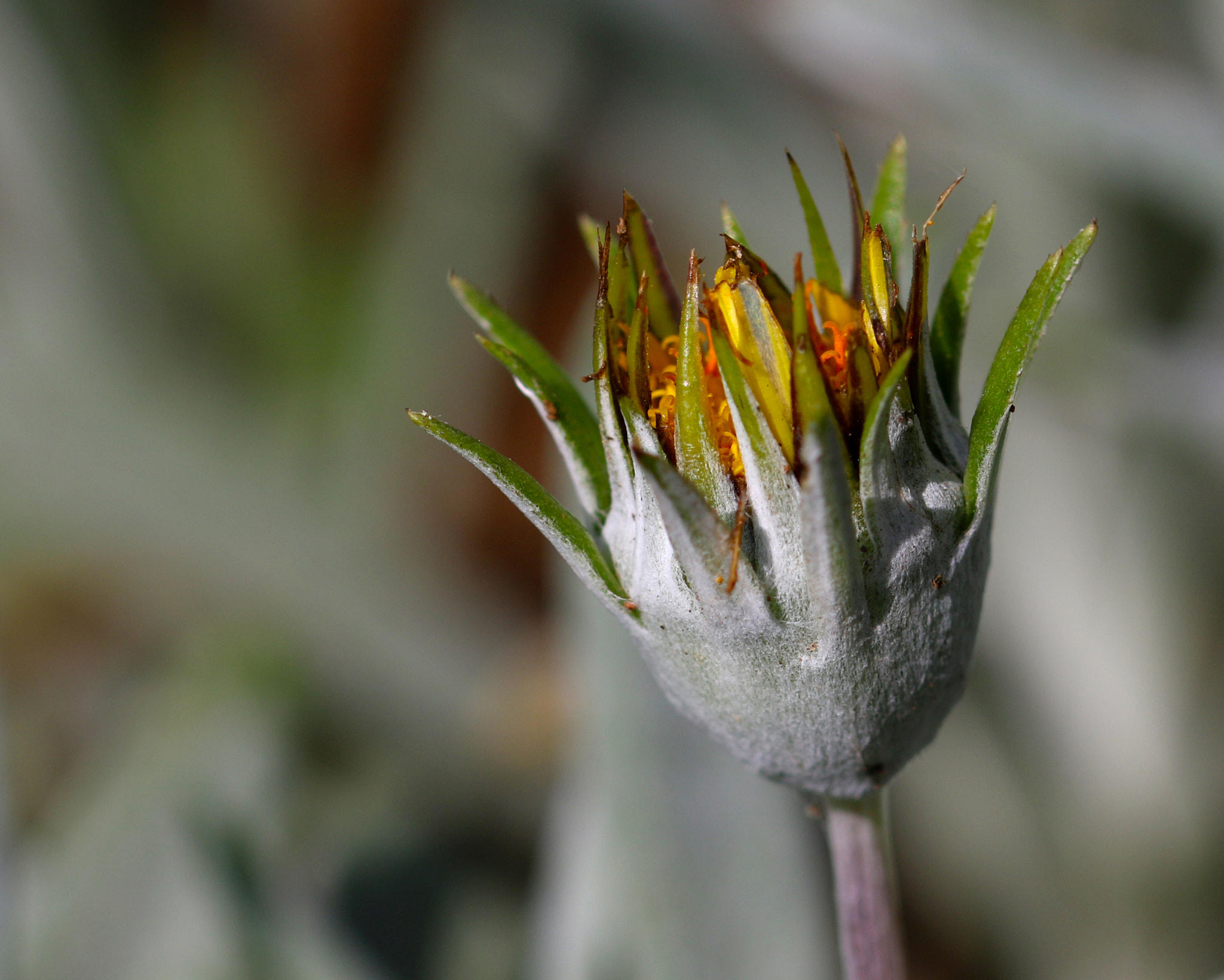 Sigma 105mm F2.8 EX DG OS HSM sample photo. Flower on grey photography