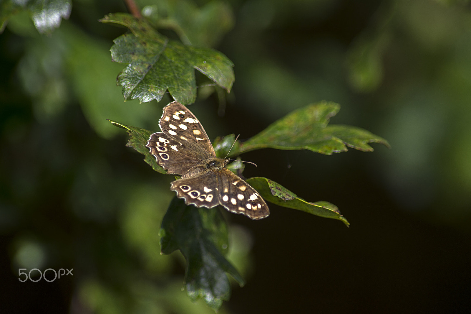 Nikon D4S + Tamron SP 70-300mm F4-5.6 Di VC USD sample photo. Speckled wood butterfly at lanhydrock, cornwall. photography