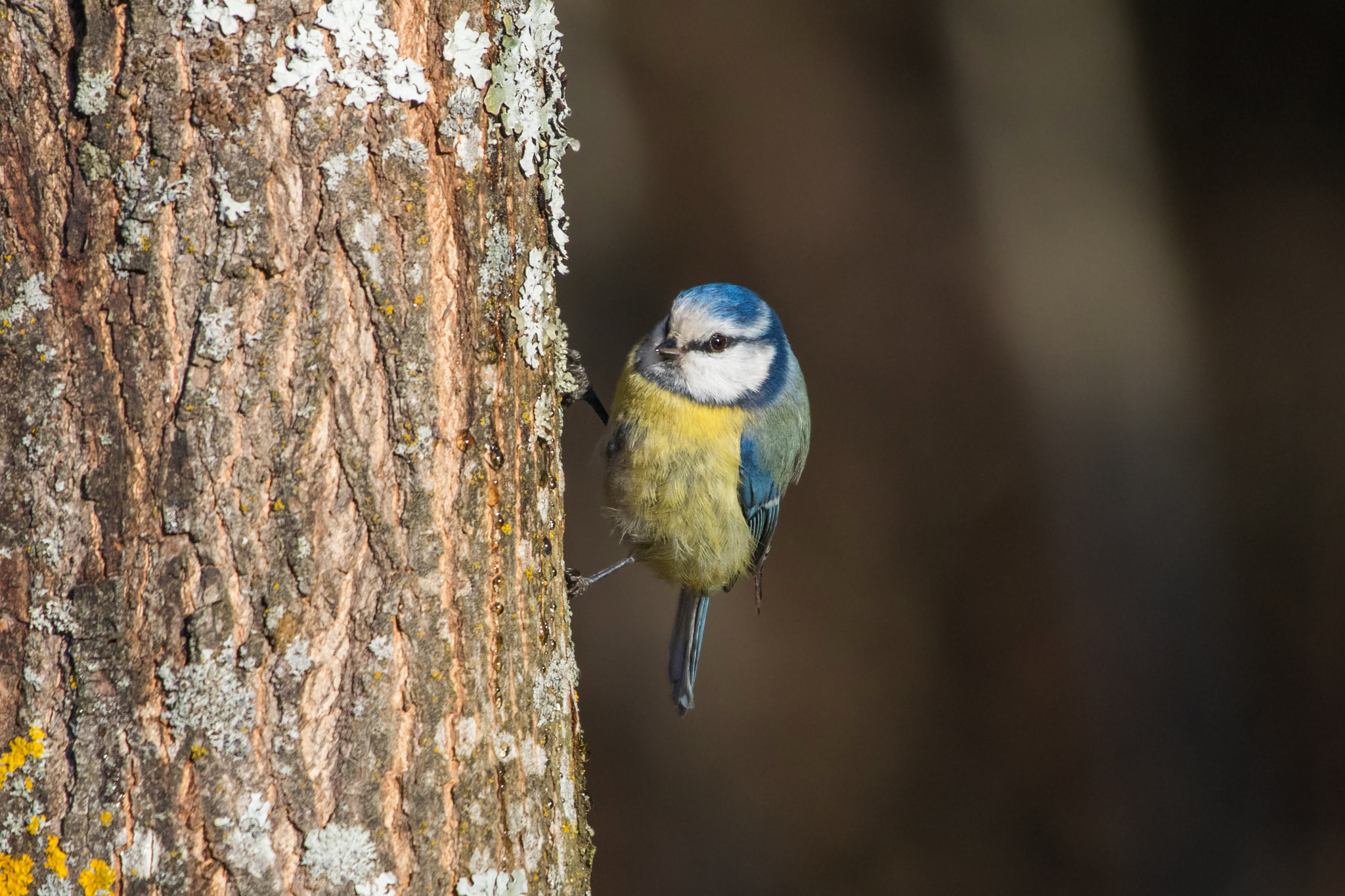 Canon EF 100-400mm F4.5-5.6L IS USM sample photo. Eurasian blue tit photography