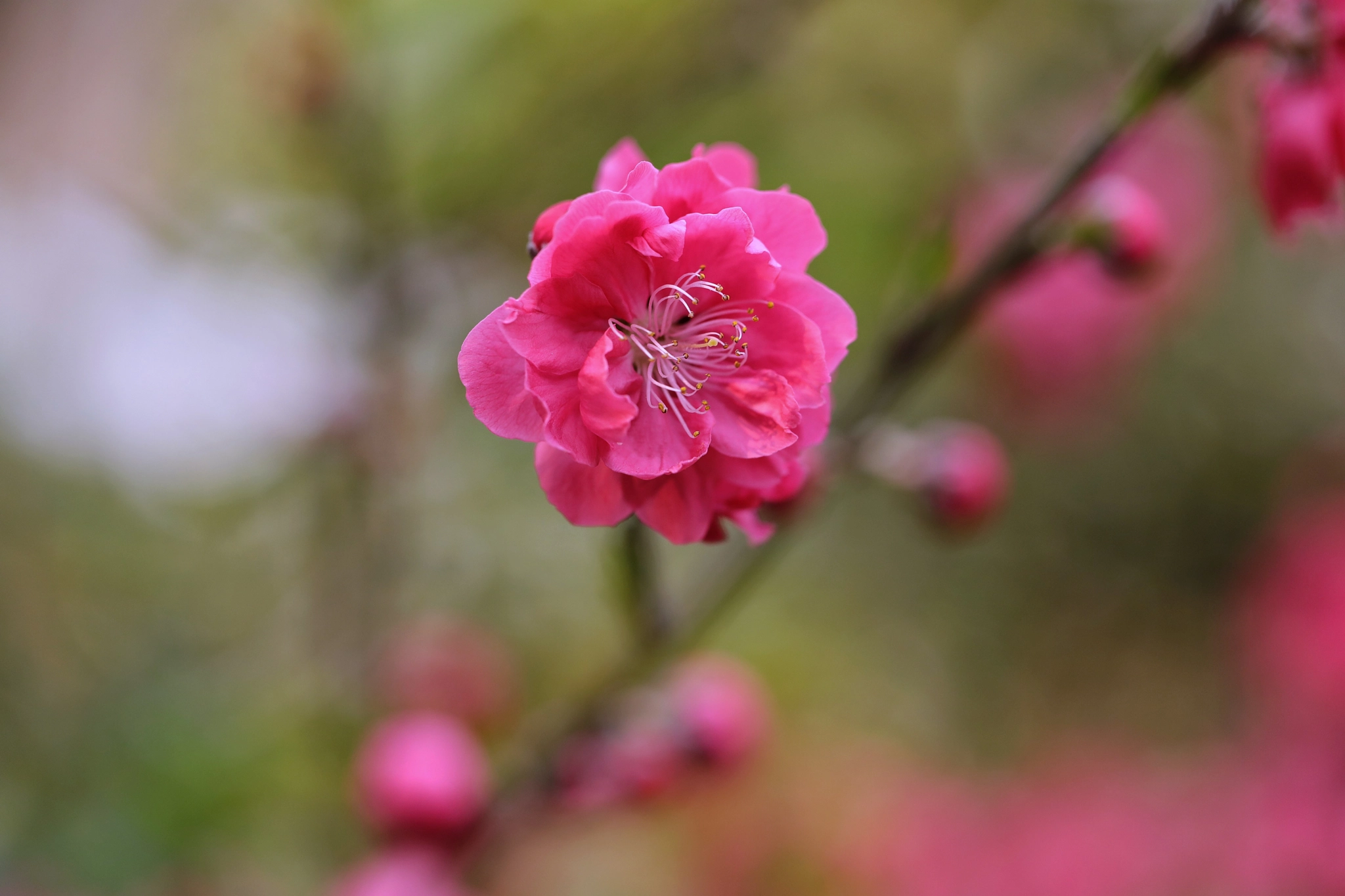 Canon EF 100mm F2.8L Macro IS USM sample photo