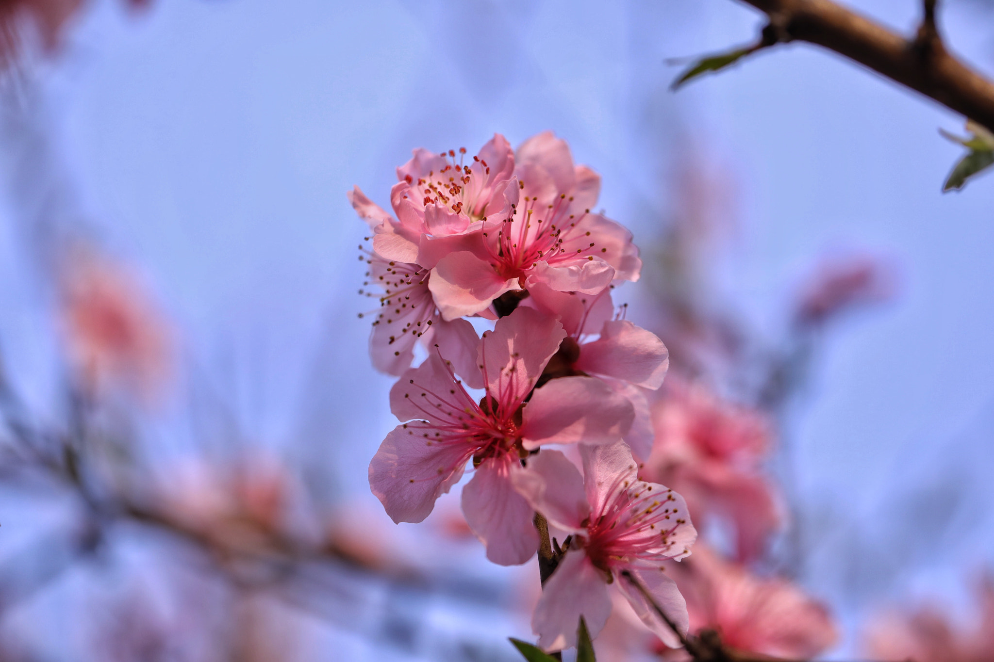 Canon EF 100mm F2.8L Macro IS USM sample photo
