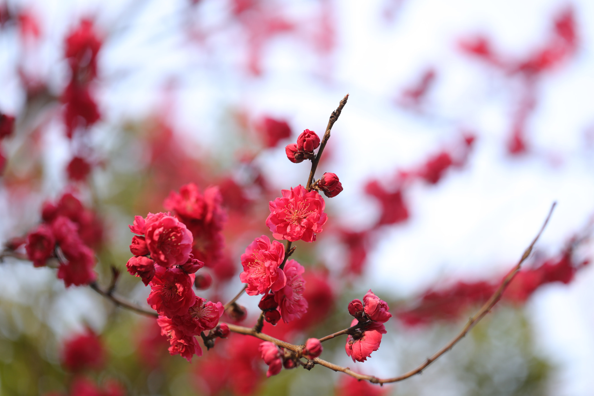 Canon EF 100mm F2.8L Macro IS USM sample photo