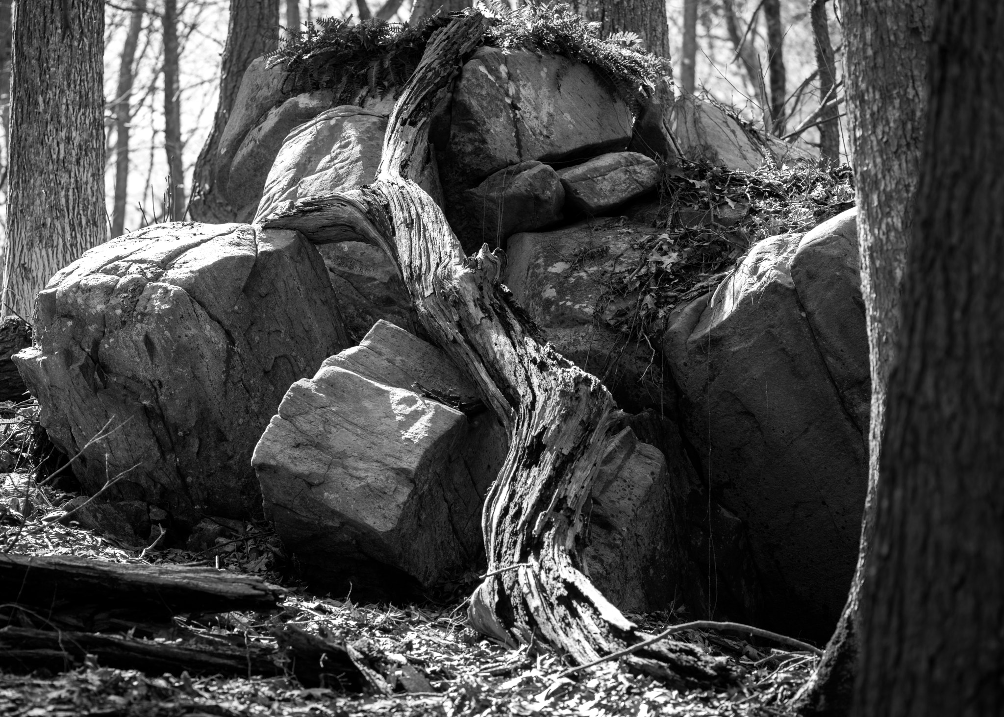 Pentax smc D-FA 100mm F2.8 Macro WR sample photo. Shadows of decaying log on rocks photography