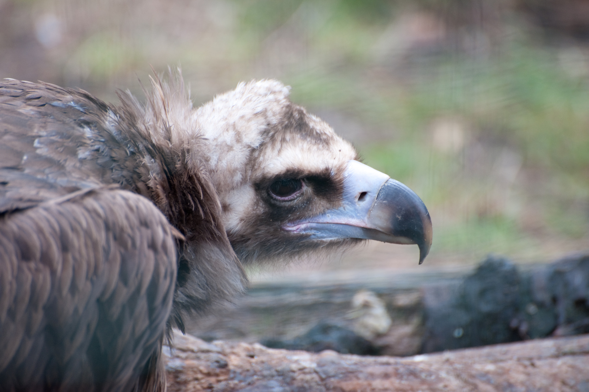 Nikon D700 sample photo. Vulture photography