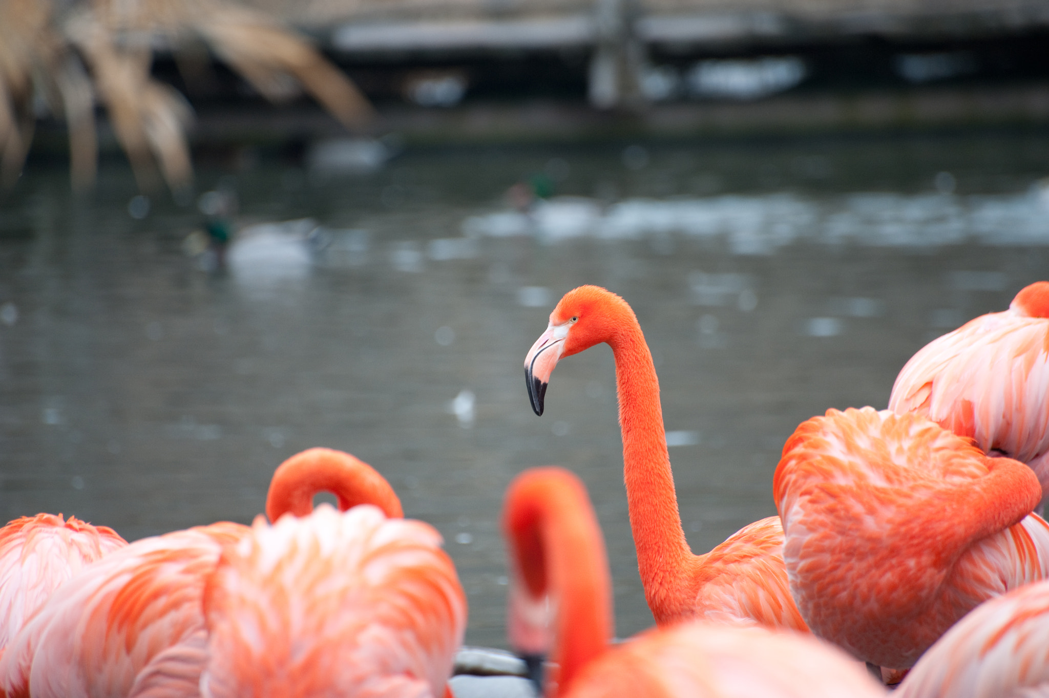 Nikon D700 sample photo. Pelicans photography