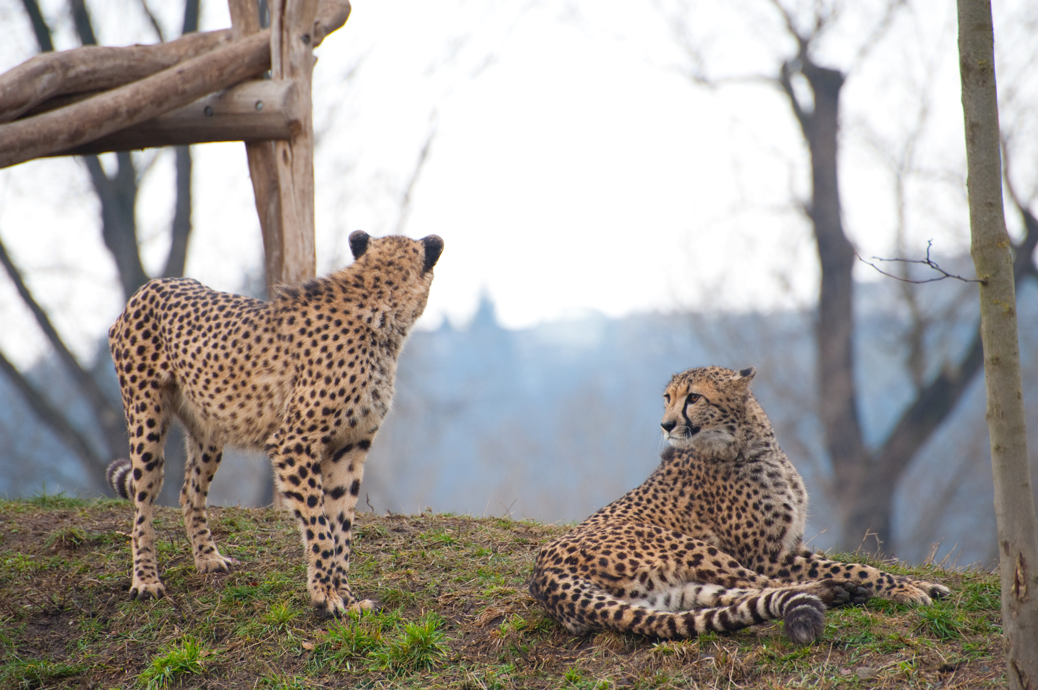 Nikon D700 sample photo. Leopards photography
