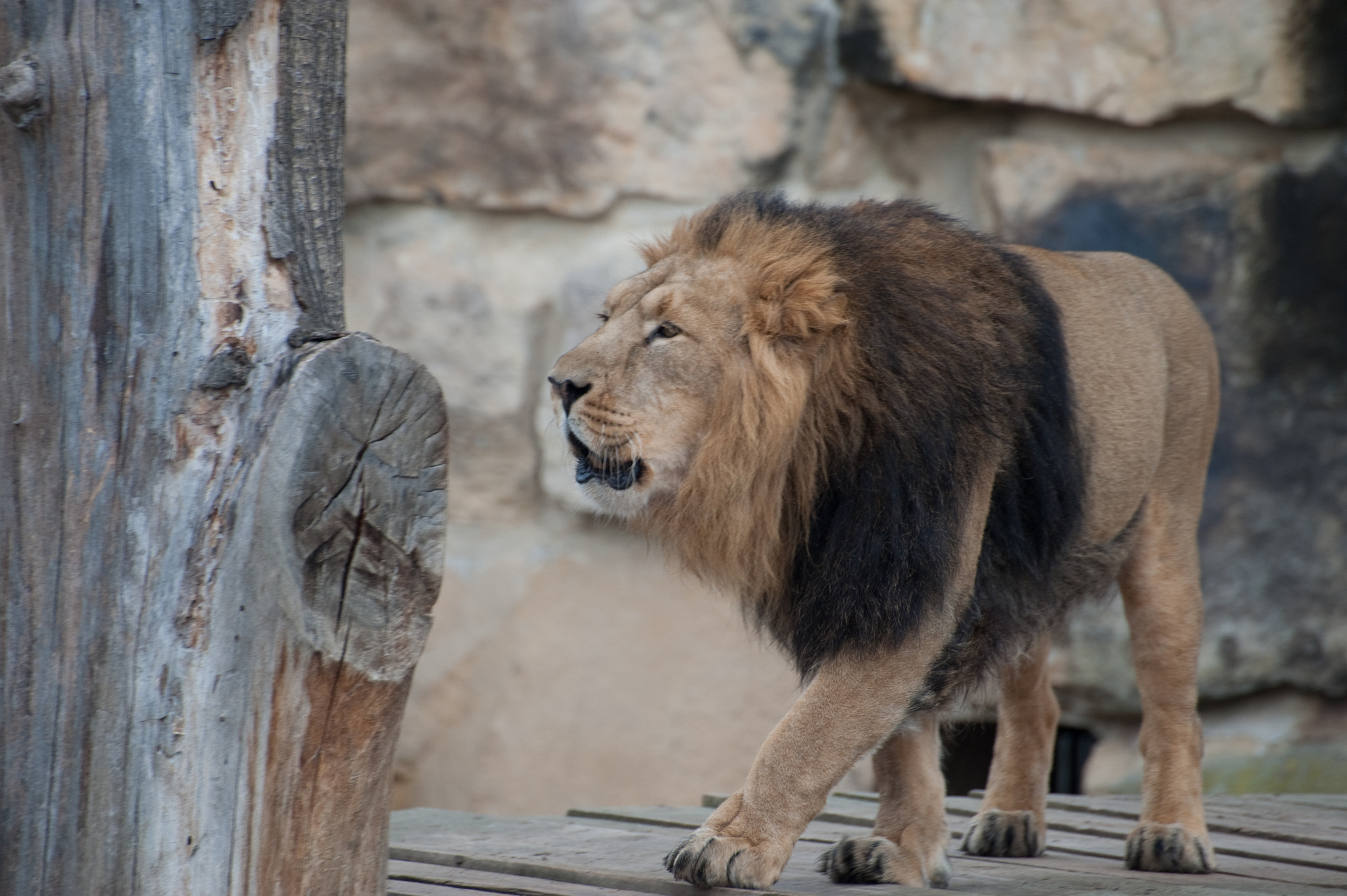 Nikon D700 sample photo. Lion photography