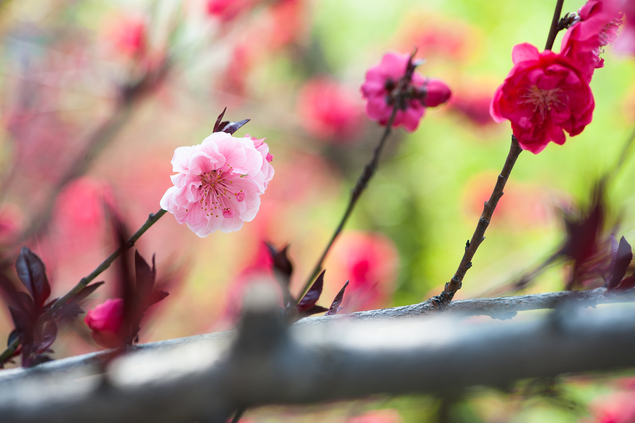Nikon AF-S Micro-Nikkor 105mm F2.8G IF-ED VR sample photo. Red, green, pink photography