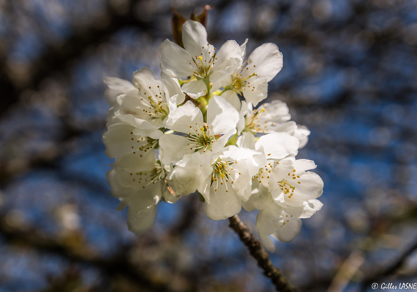 Nikon D750 + Tamron SP 15-30mm F2.8 Di VC USD sample photo. Dsc photography