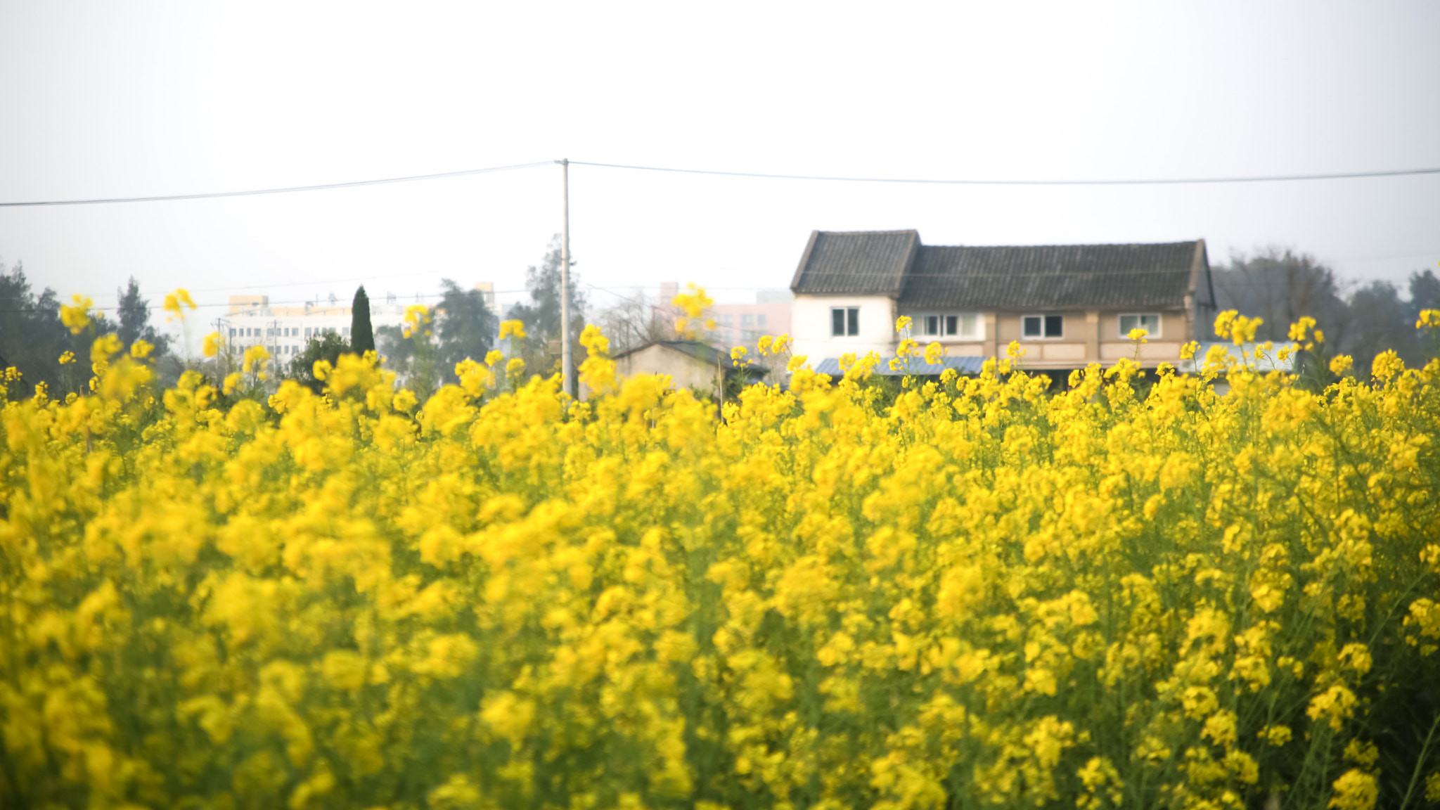 Canon EOS 6D sample photo. Rapeseed flower photography