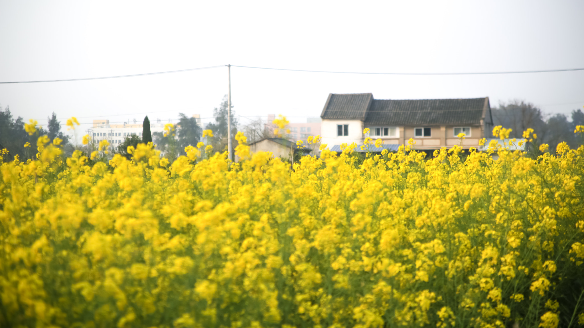 Canon EF 28-105mm f/3.5-4.5 USM sample photo. Rapeseed flower photography