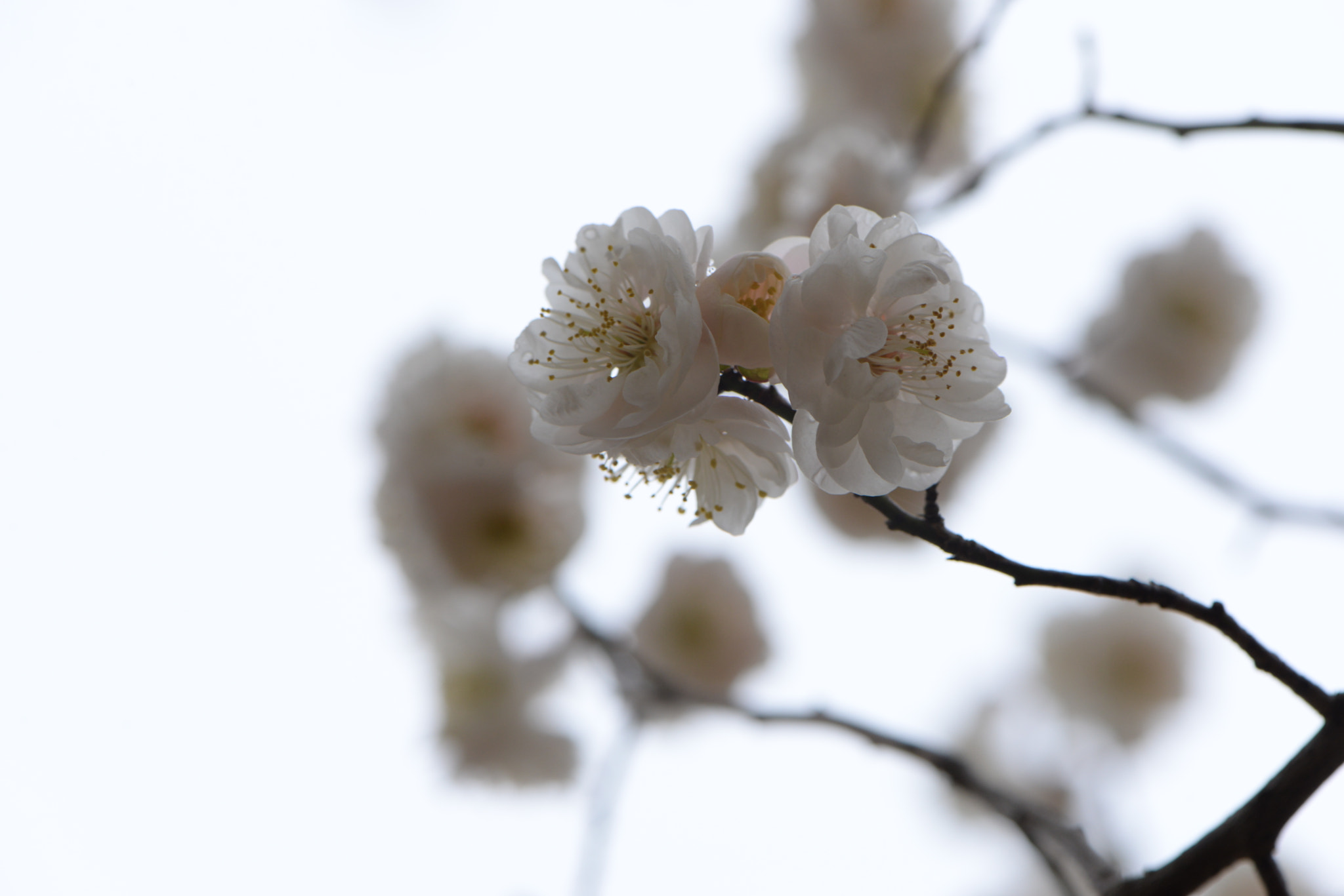 Nikon AF-S Micro-Nikkor 105mm F2.8G IF-ED VR sample photo