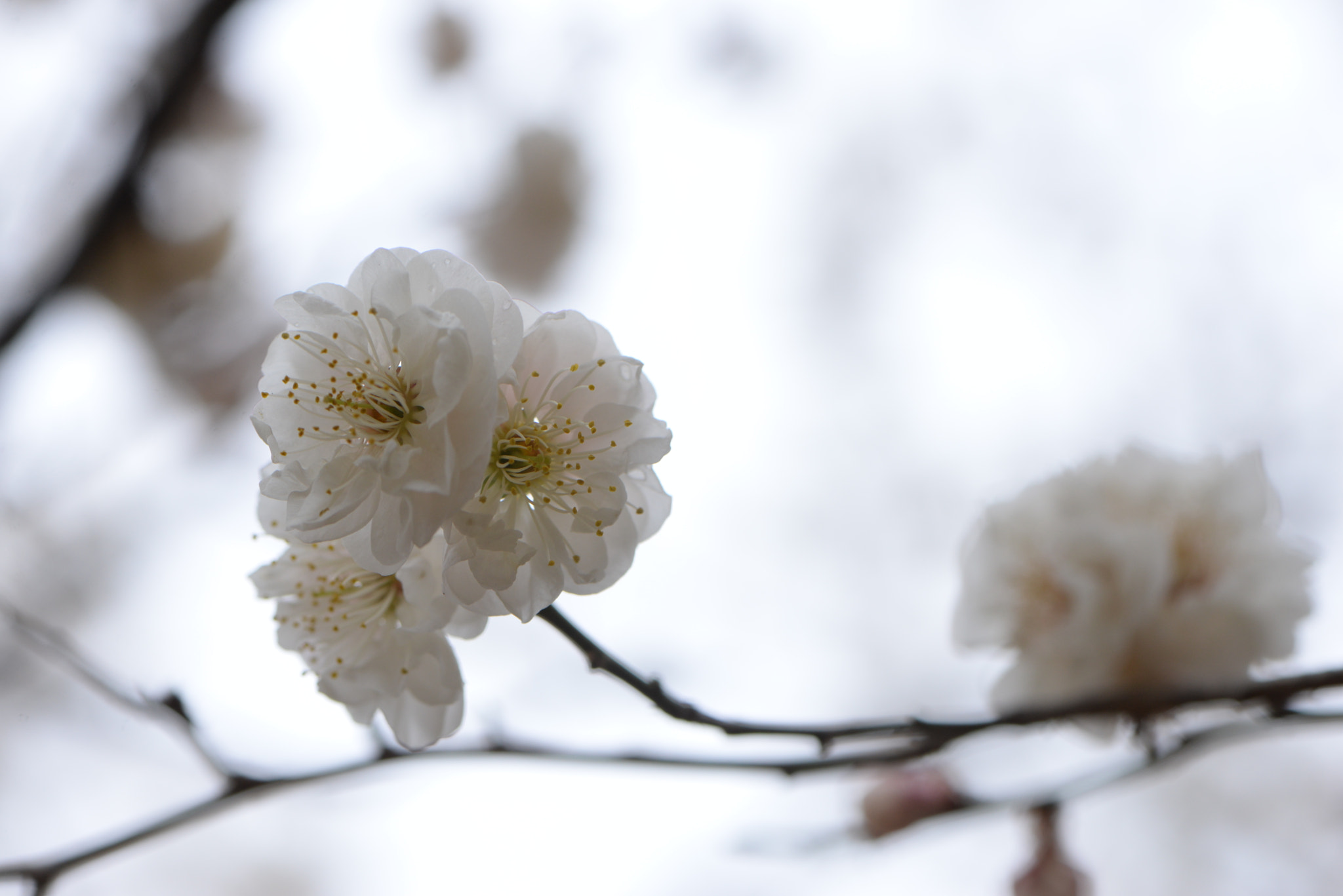 Nikon AF-S Micro-Nikkor 105mm F2.8G IF-ED VR sample photo