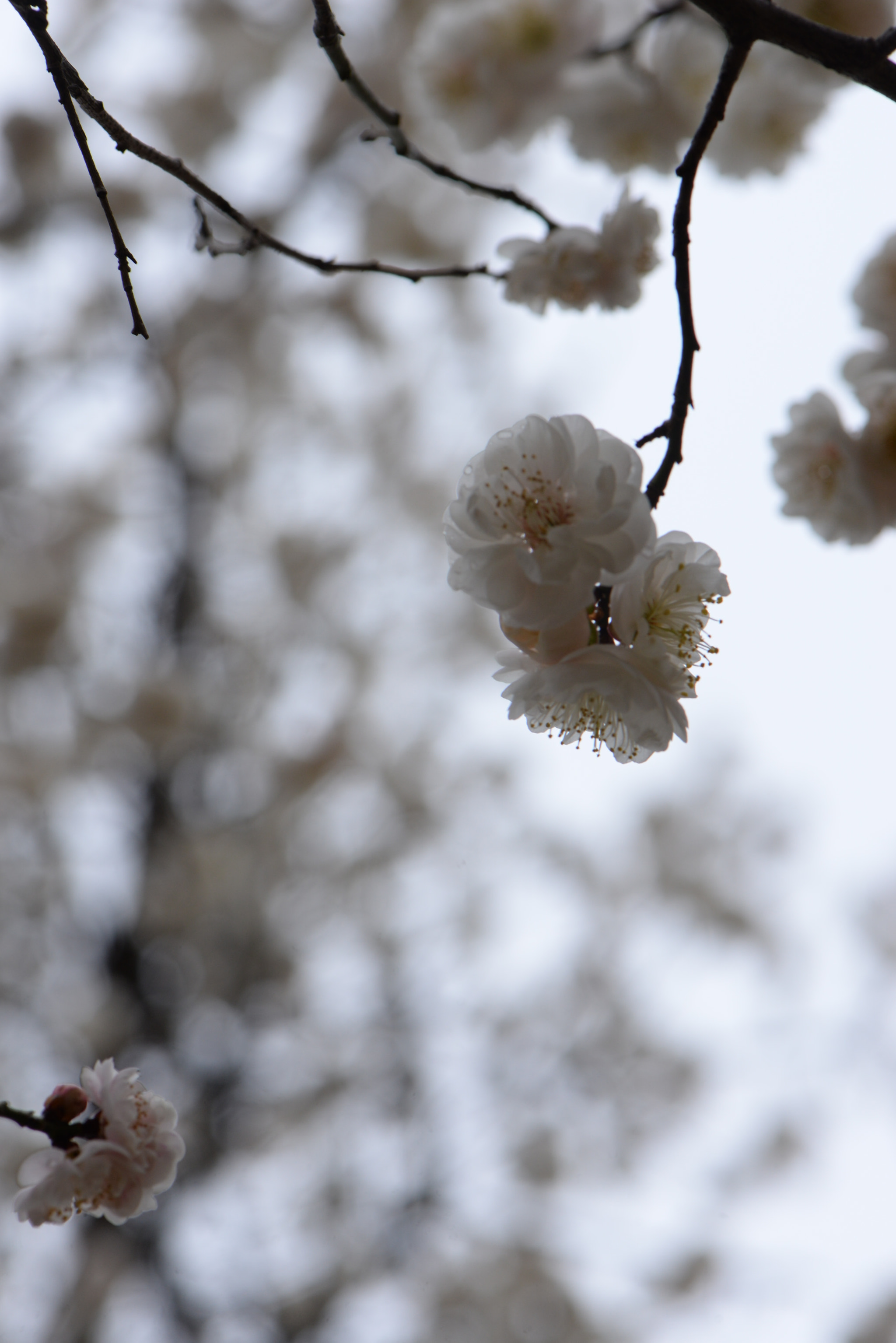 Nikon AF-S Micro-Nikkor 105mm F2.8G IF-ED VR sample photo