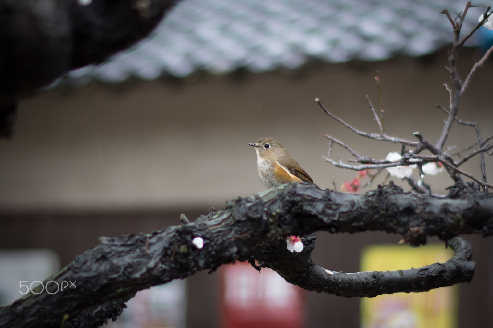 Pentax K-S2 sample photo. Red-flanked bluetail photography