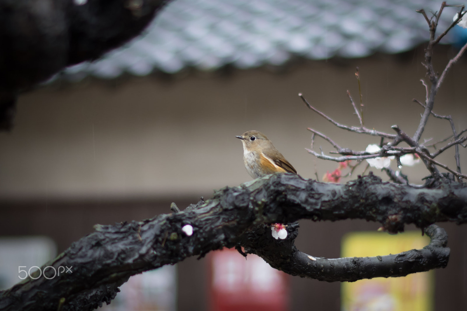 Pentax K-S2 + Pentax smc DA 50mm F1.8 sample photo. Red-flanked bluetail photography