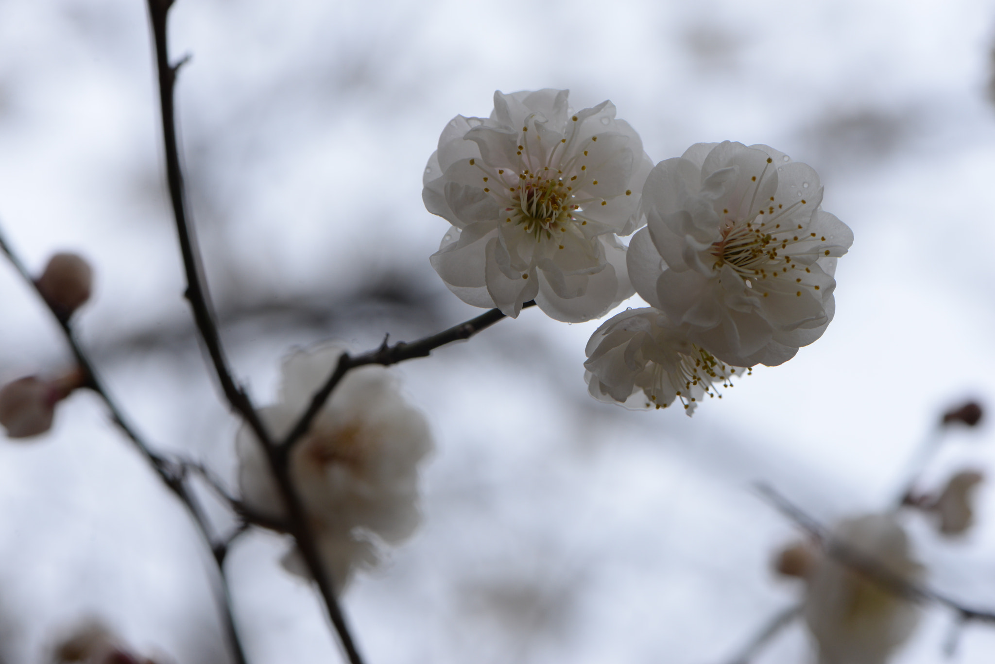 Nikon AF-S Micro-Nikkor 105mm F2.8G IF-ED VR sample photo