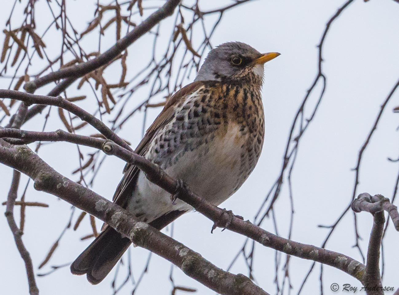 Nikon D750 + Sigma 50mm F2.8 EX DG Macro sample photo. Gray thrush photography