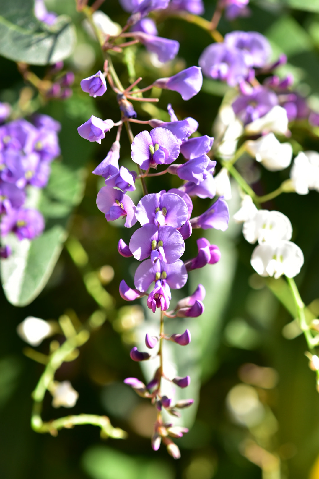 Nikon AF-S DX Micro-Nikkor 85mm F3.5G ED VR sample photo