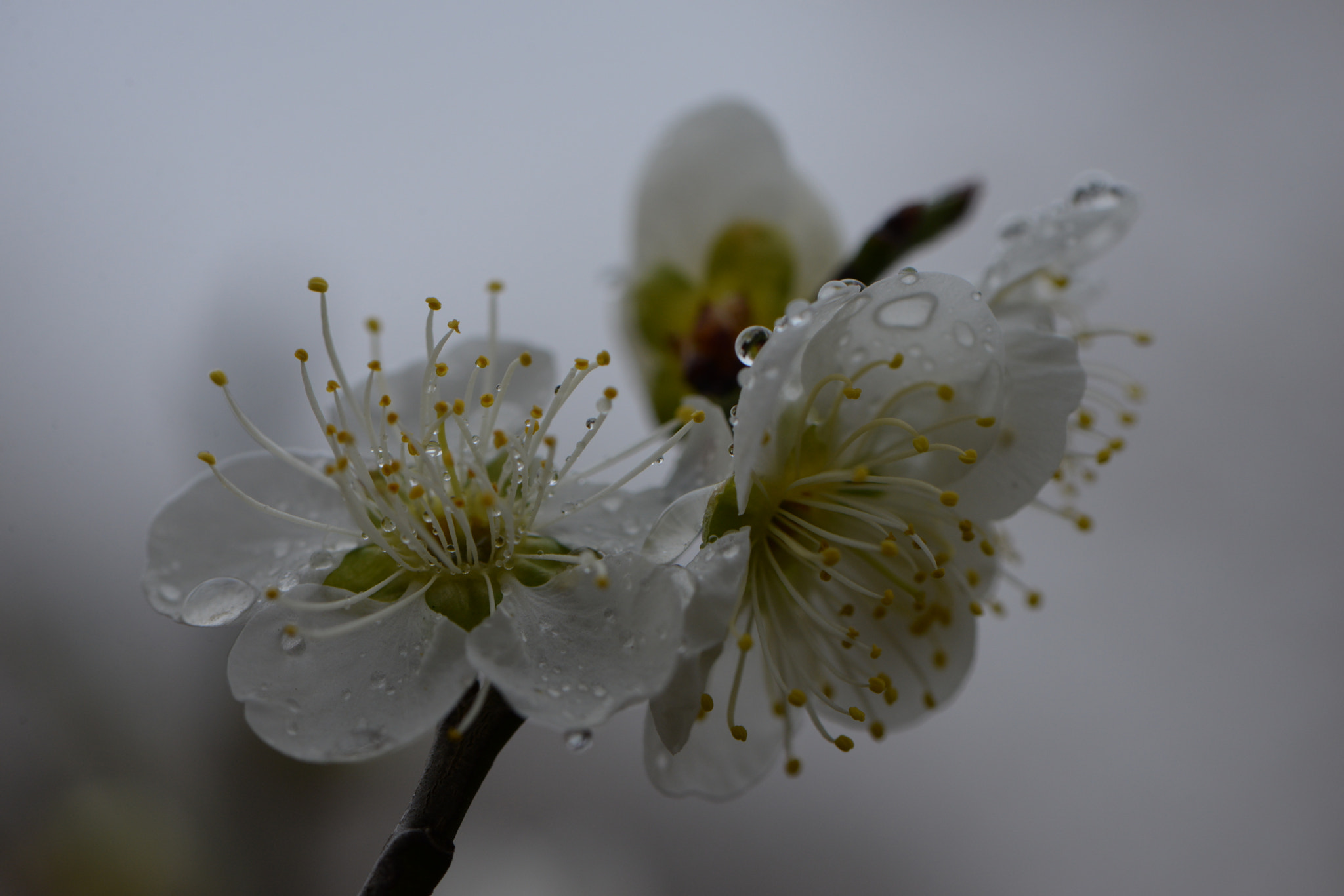 Nikon AF-S Micro-Nikkor 105mm F2.8G IF-ED VR sample photo