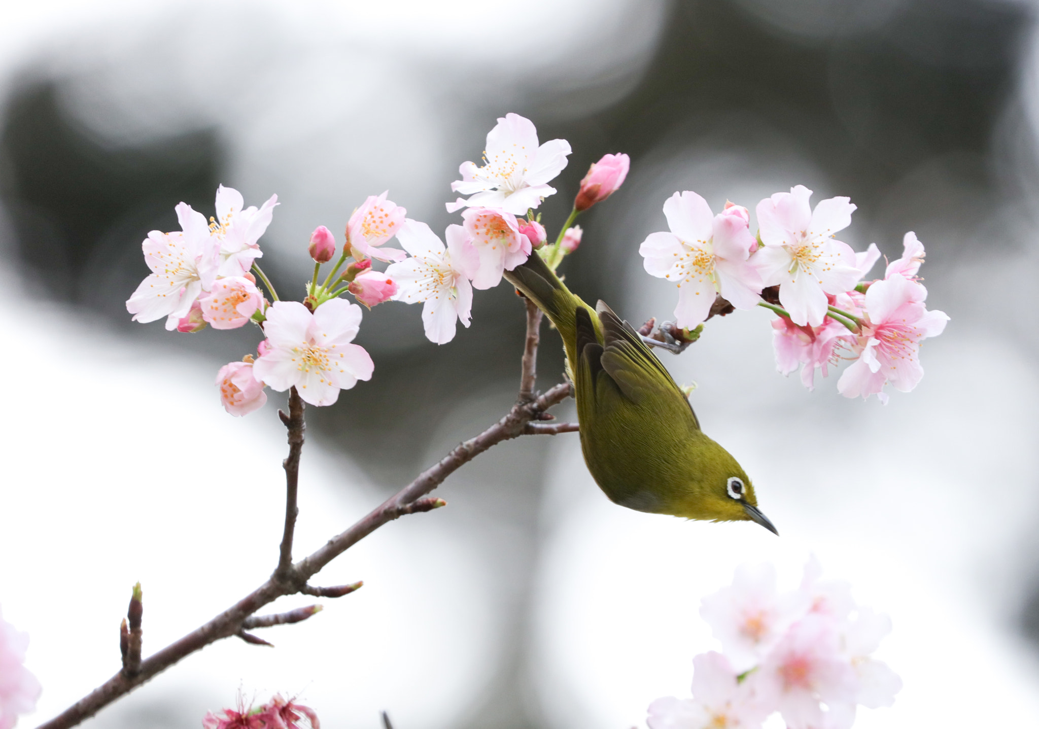 Canon EOS 5DS sample photo. Bird and flower photography