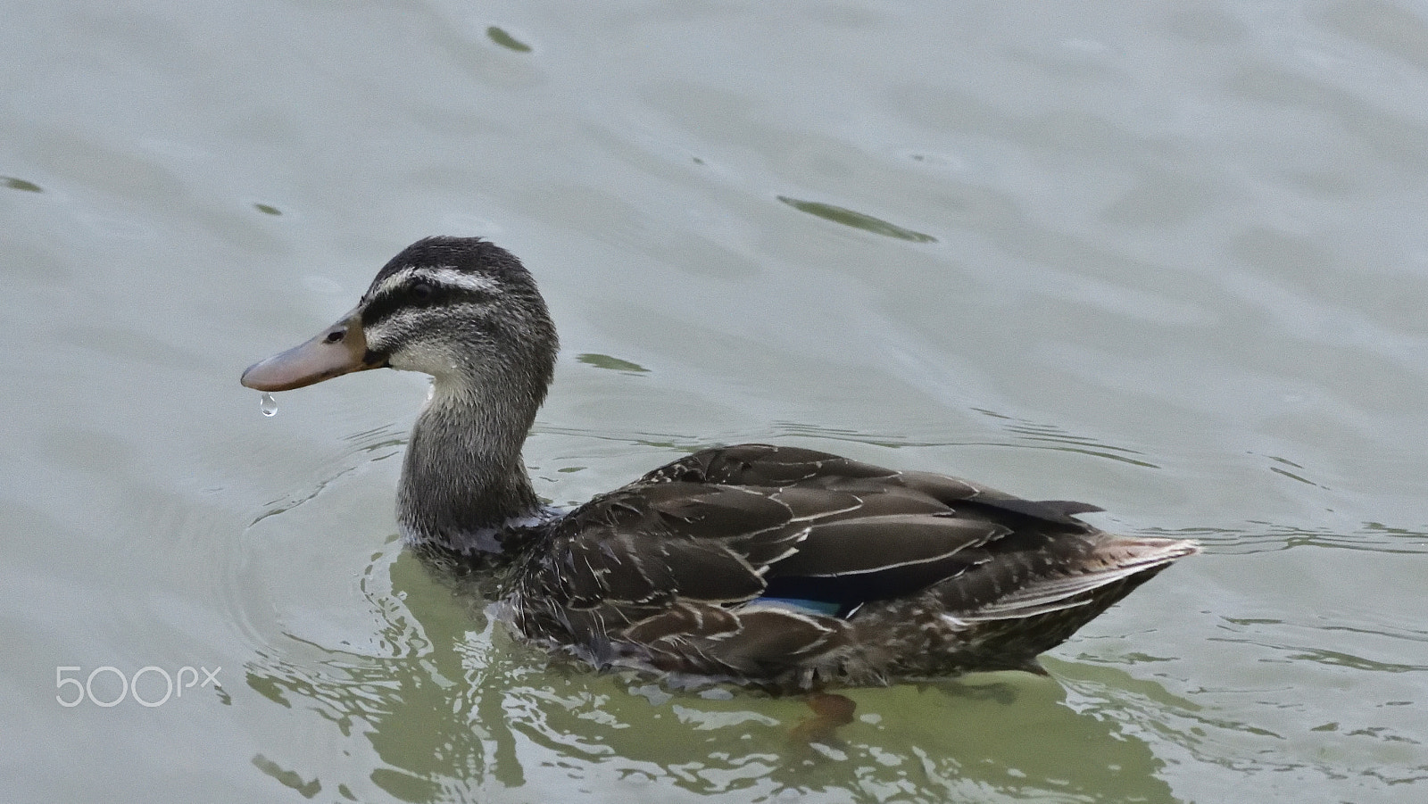Nikon D3400 sample photo. Duck finished drinking photography