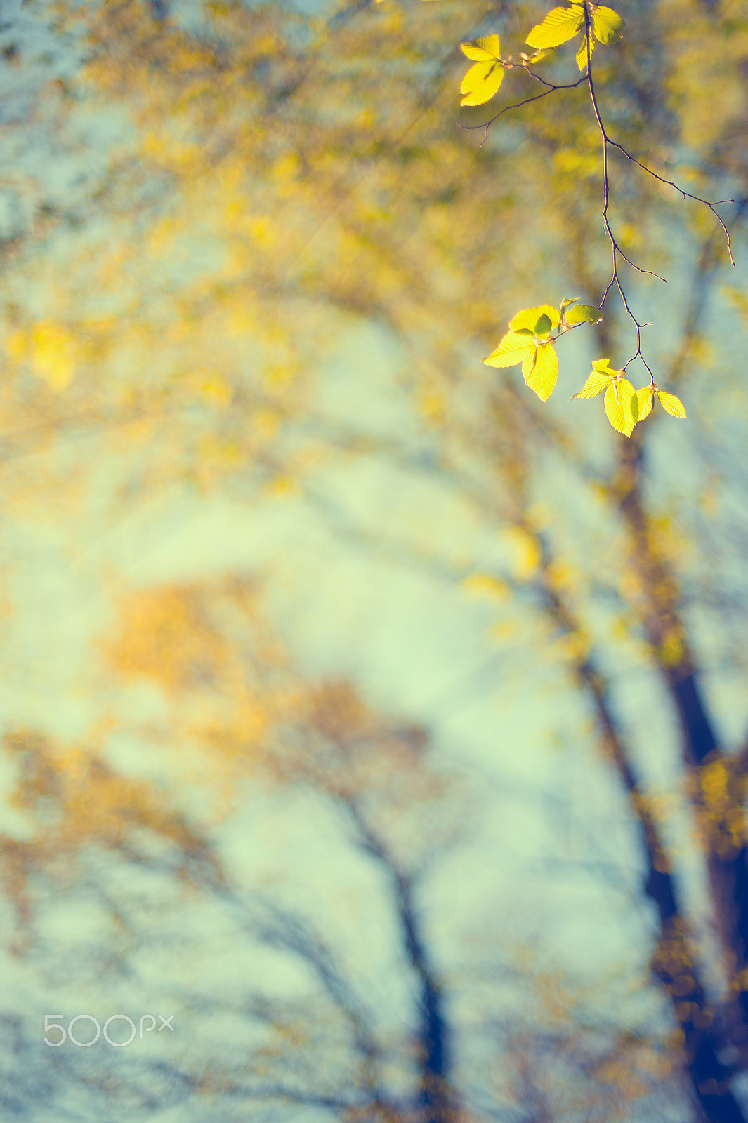 Nikon D3 + Nikon AF-S Nikkor 50mm F1.4G sample photo. Yellow minimalism photography