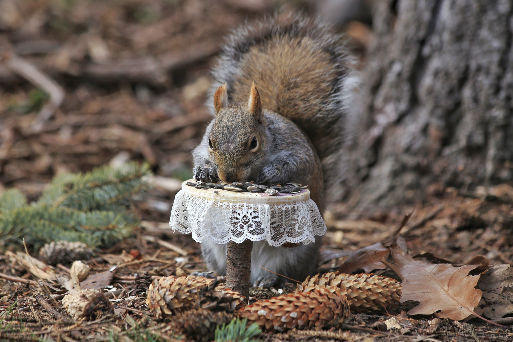 Canon EF 70-300mm F4-5.6 IS USM sample photo