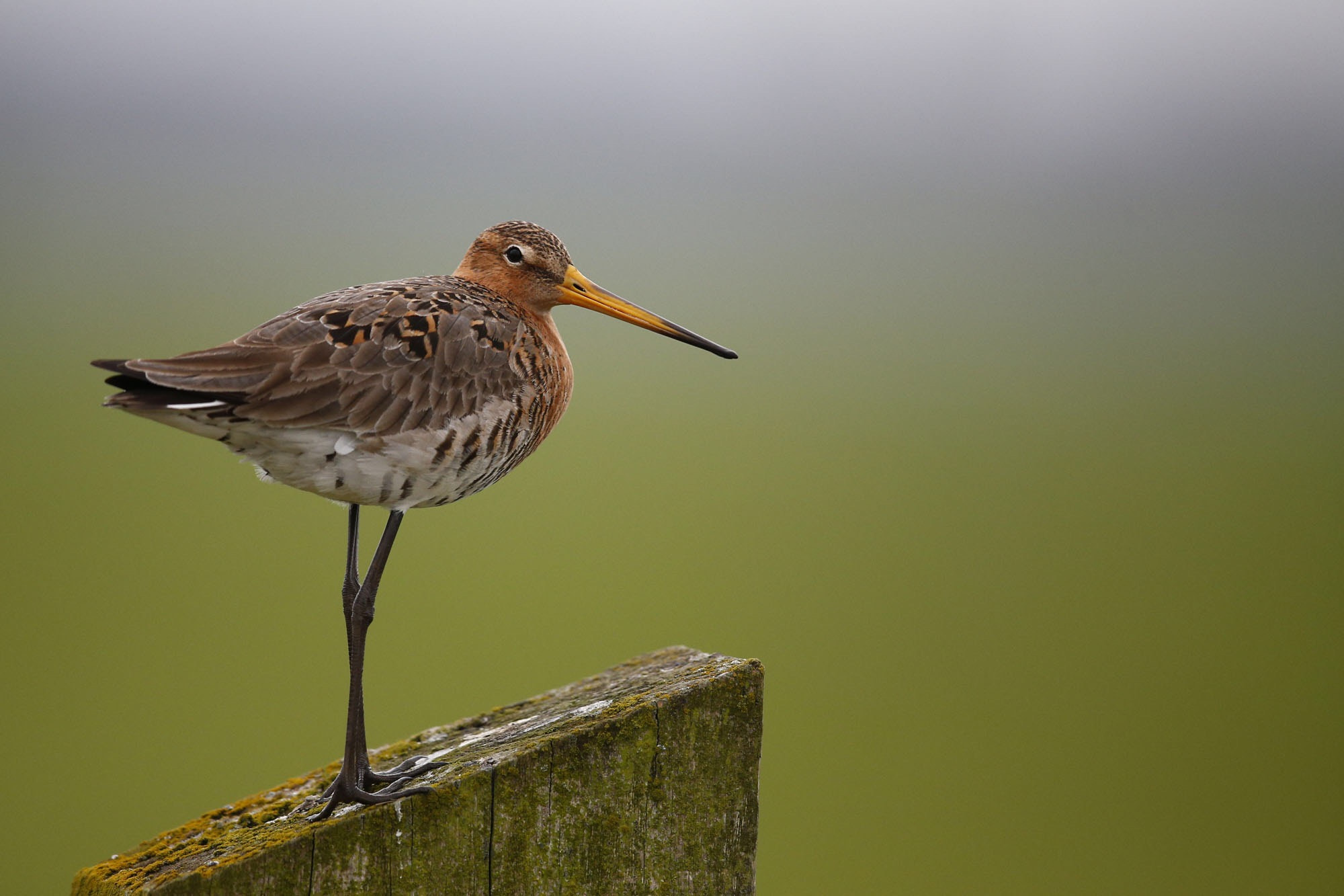 Canon EF 600mm F4L IS II USM sample photo. Black tailed godwit photography