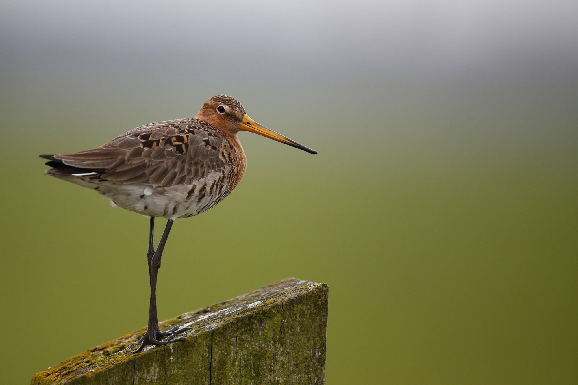 Canon EOS-1D X sample photo. Black tailed godwit photography