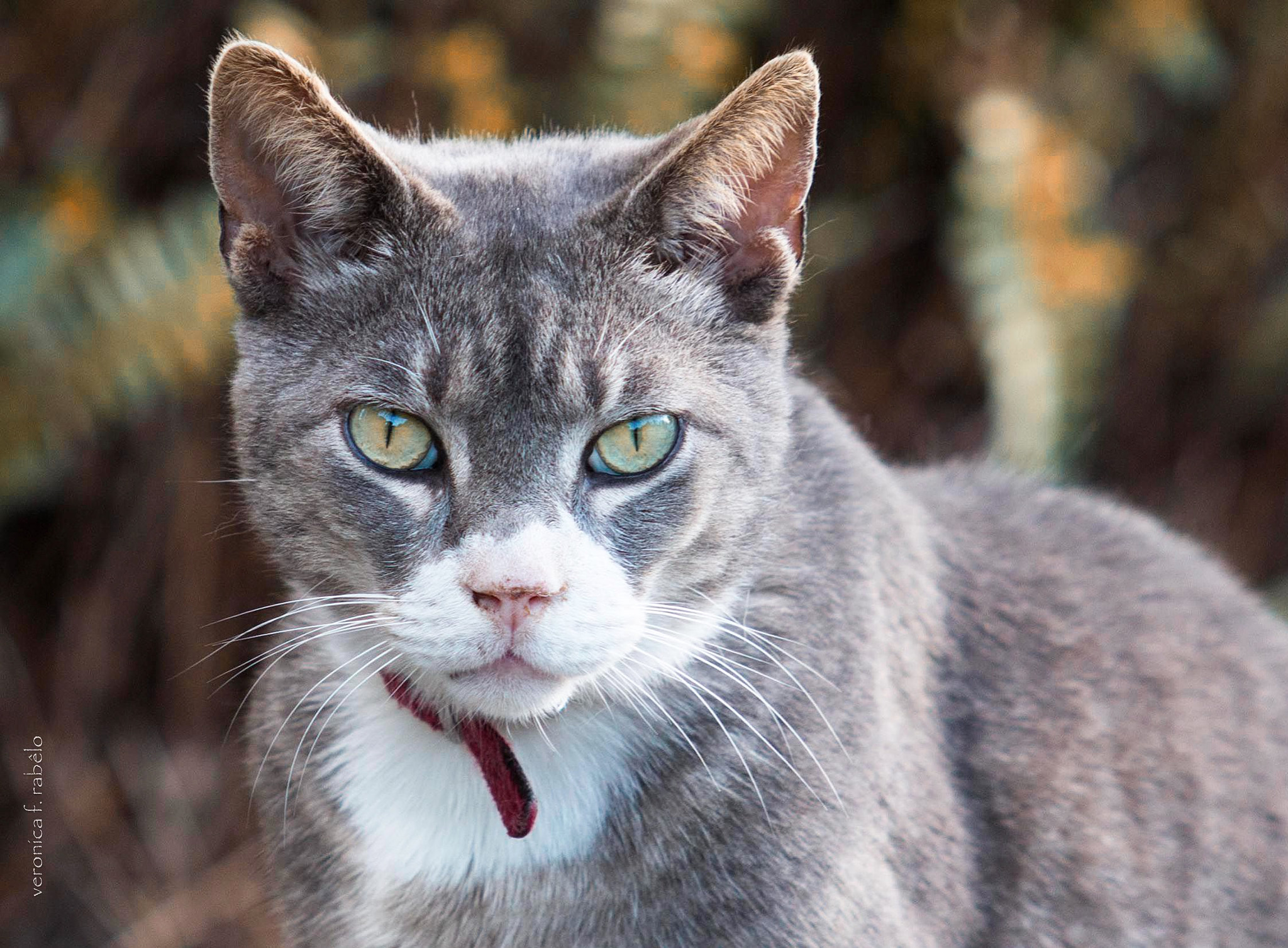 Canon EF 70-200mm F2.8L USM sample photo. Cat eyes photography