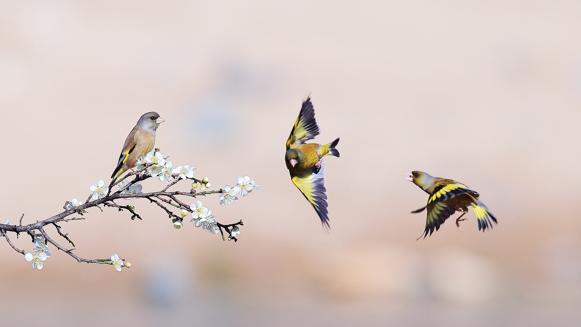 Canon EF 400mm F2.8L IS II USM sample photo. 방울새 photography