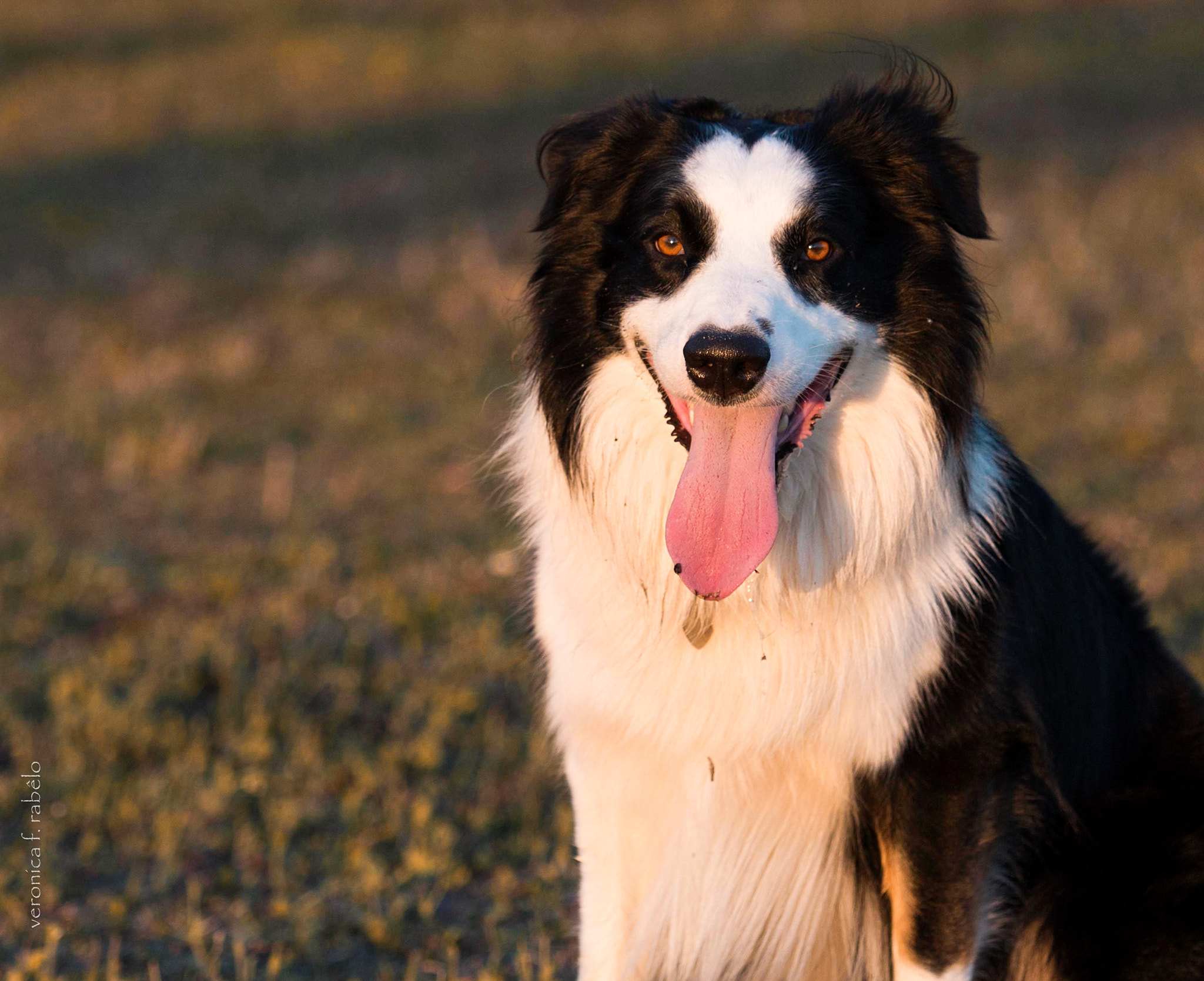 Canon EF 70-200mm F2.8L USM sample photo. Happy dog photography