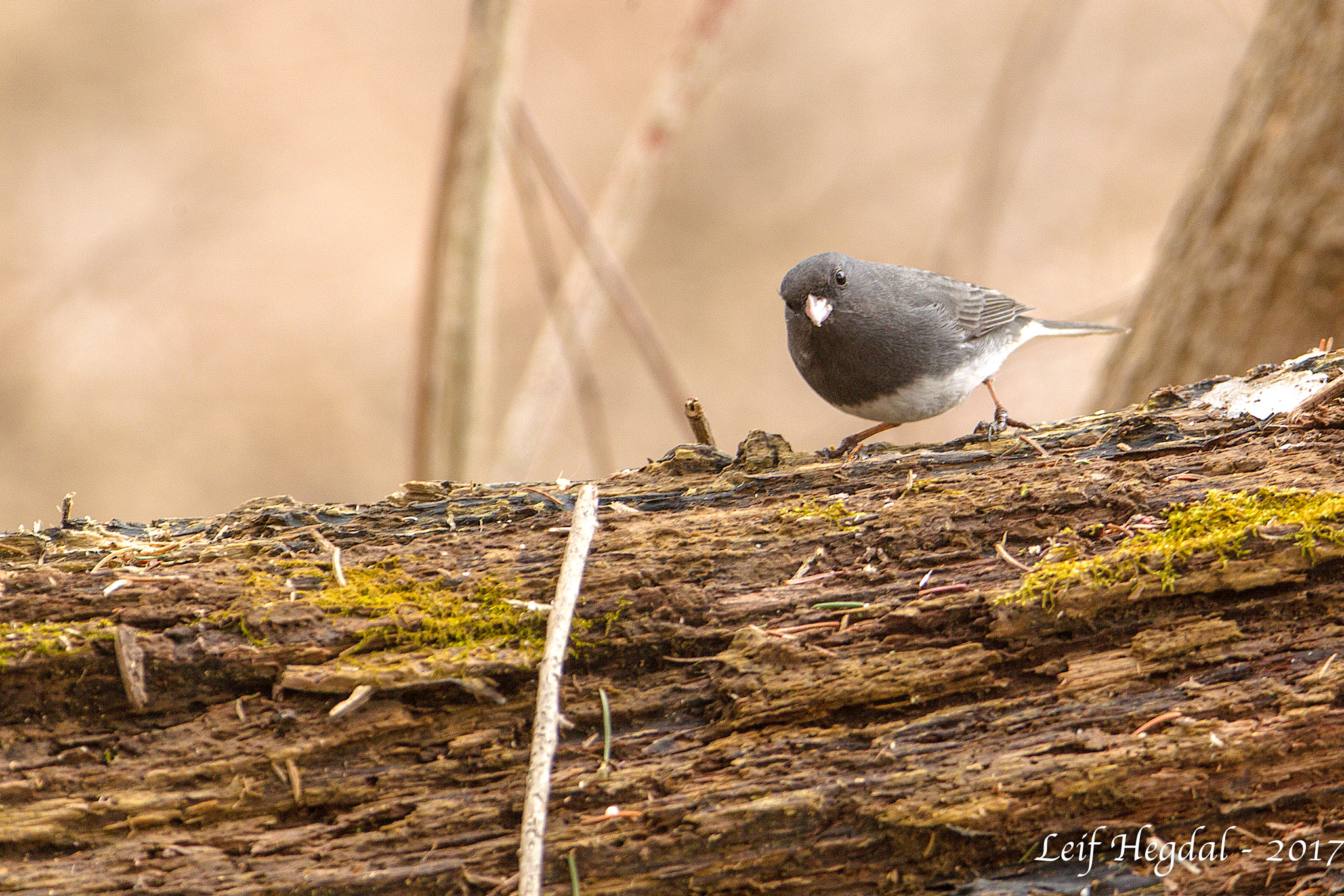 Canon EF 300mm F2.8L IS USM sample photo. Dark-eyed junco photography