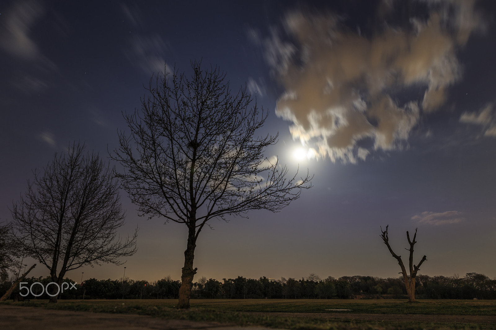 Canon EOS 6D + Sigma 24-70mm F2.8 EX DG Macro sample photo. Tree photography