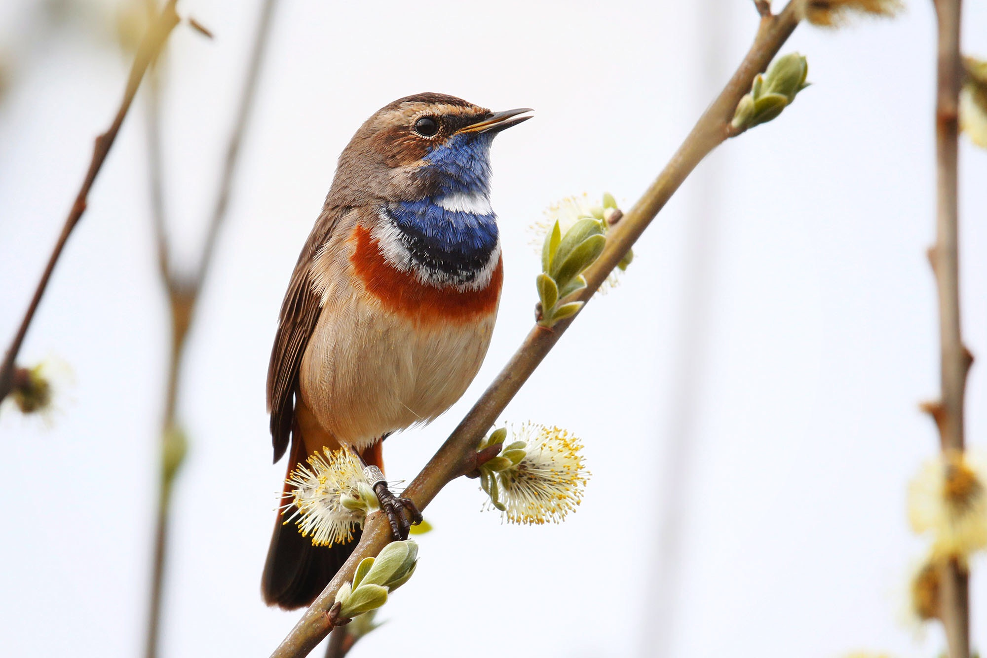 Canon EF 600mm F4L IS II USM sample photo. Blue throat chatting photography