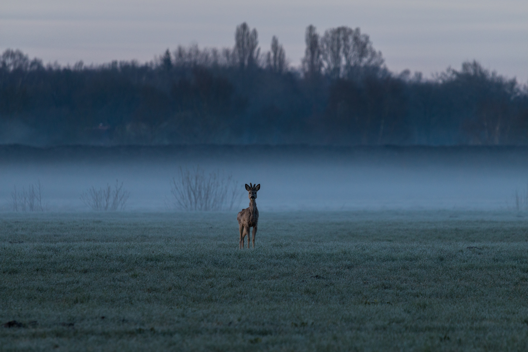 Canon EOS 70D + Canon EF 70-200mm F4L IS USM sample photo. Deer photography