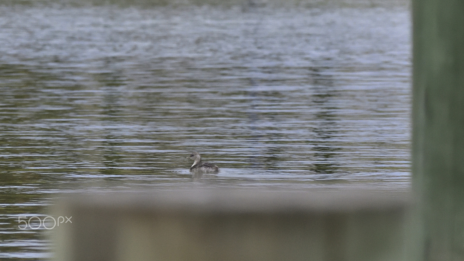 Nikon D3400 sample photo. Duckling being framed photography