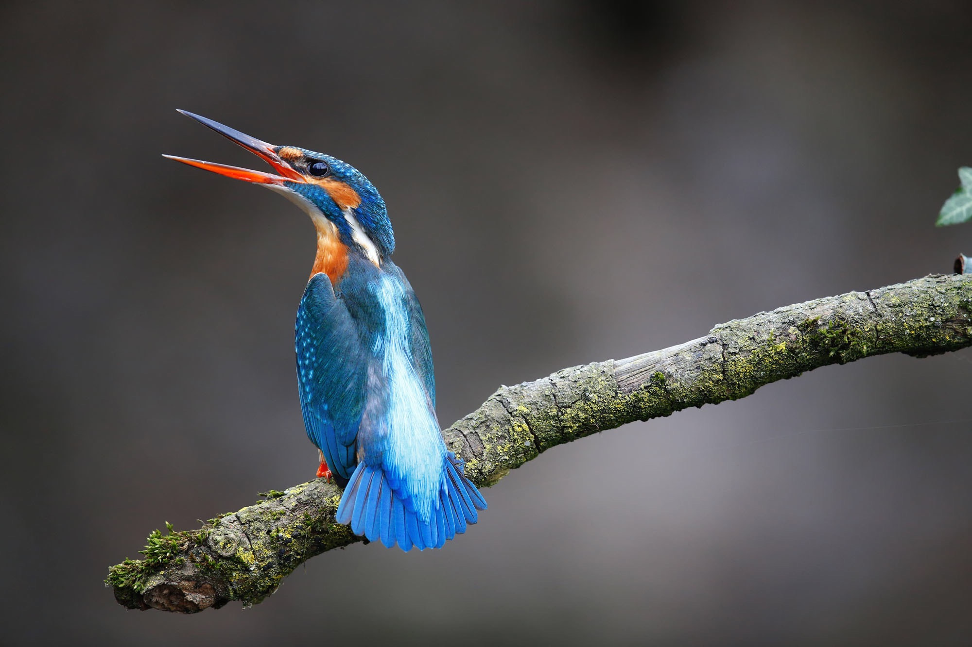 Canon EF 600mm F4L IS II USM sample photo. Threatening kingfisher photography
