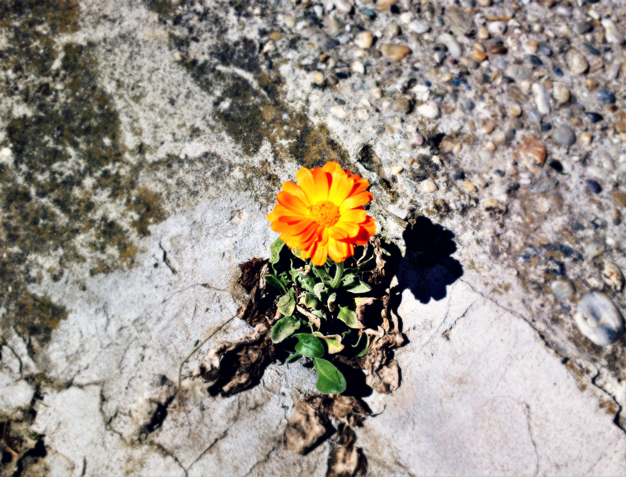Nokia 808 PureView sample photo. Fighter photography