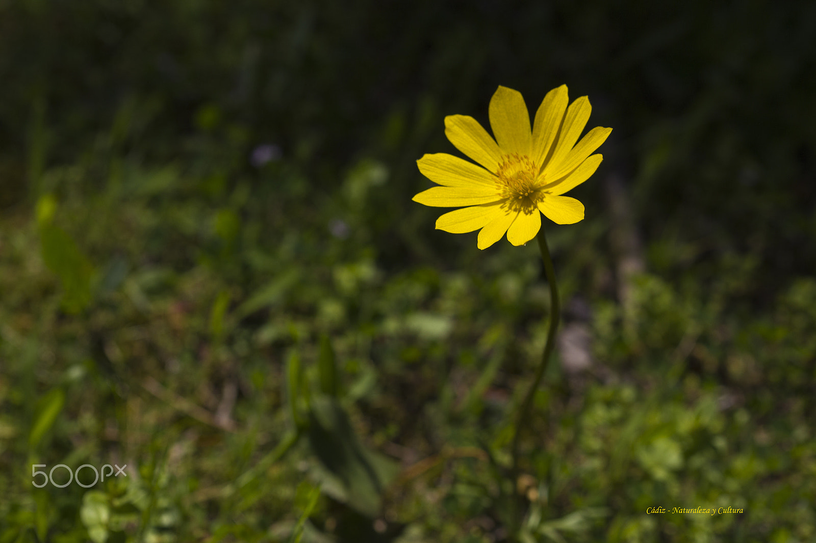 Sigma 105mm F2.8 EX DG OS HSM sample photo. Hierba centella (anemone palmata). photography