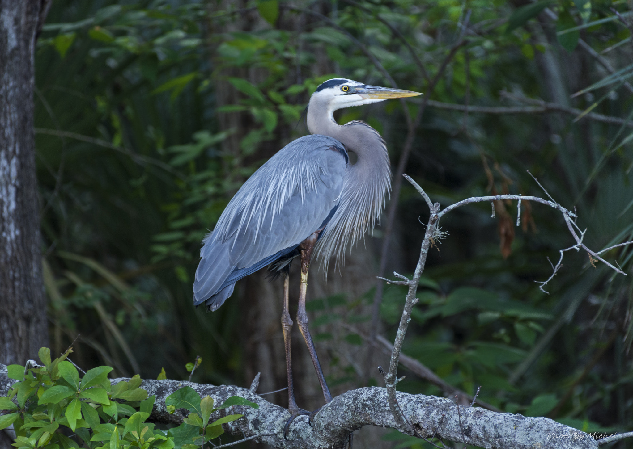 Nikon D7100 + Nikon AF-S Nikkor 200-500mm F5.6E ED VR sample photo. Heron photography