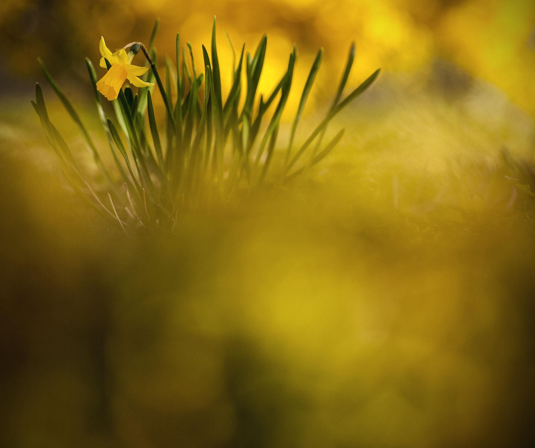 Tamron SP AF 90mm F2.8 Di Macro sample photo. Jonquille photography