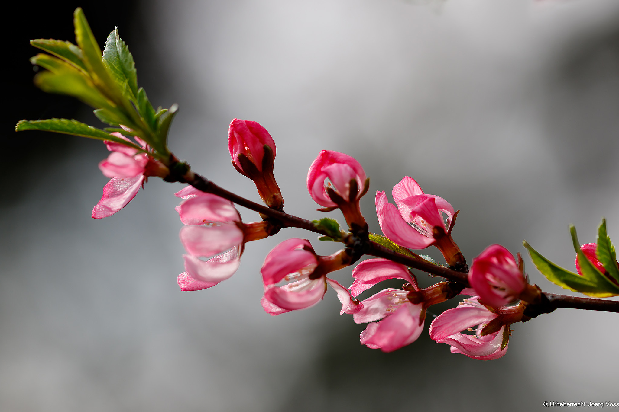 Canon EF 100mm F2.8L Macro IS USM sample photo. Spring has arrived photography