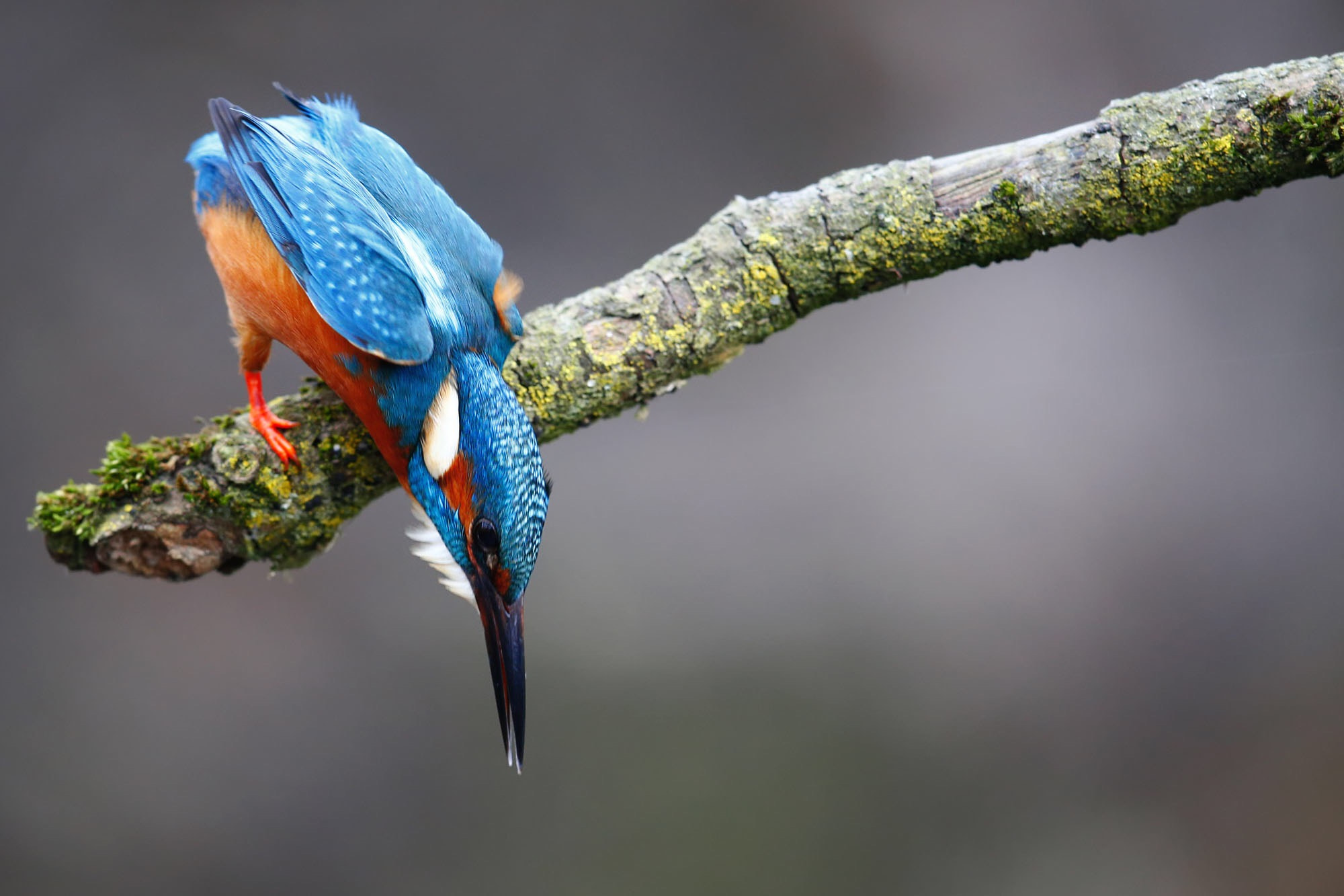 Canon EOS-1D X + Canon EF 600mm F4L IS II USM sample photo. Kingfisher going of to dive photography