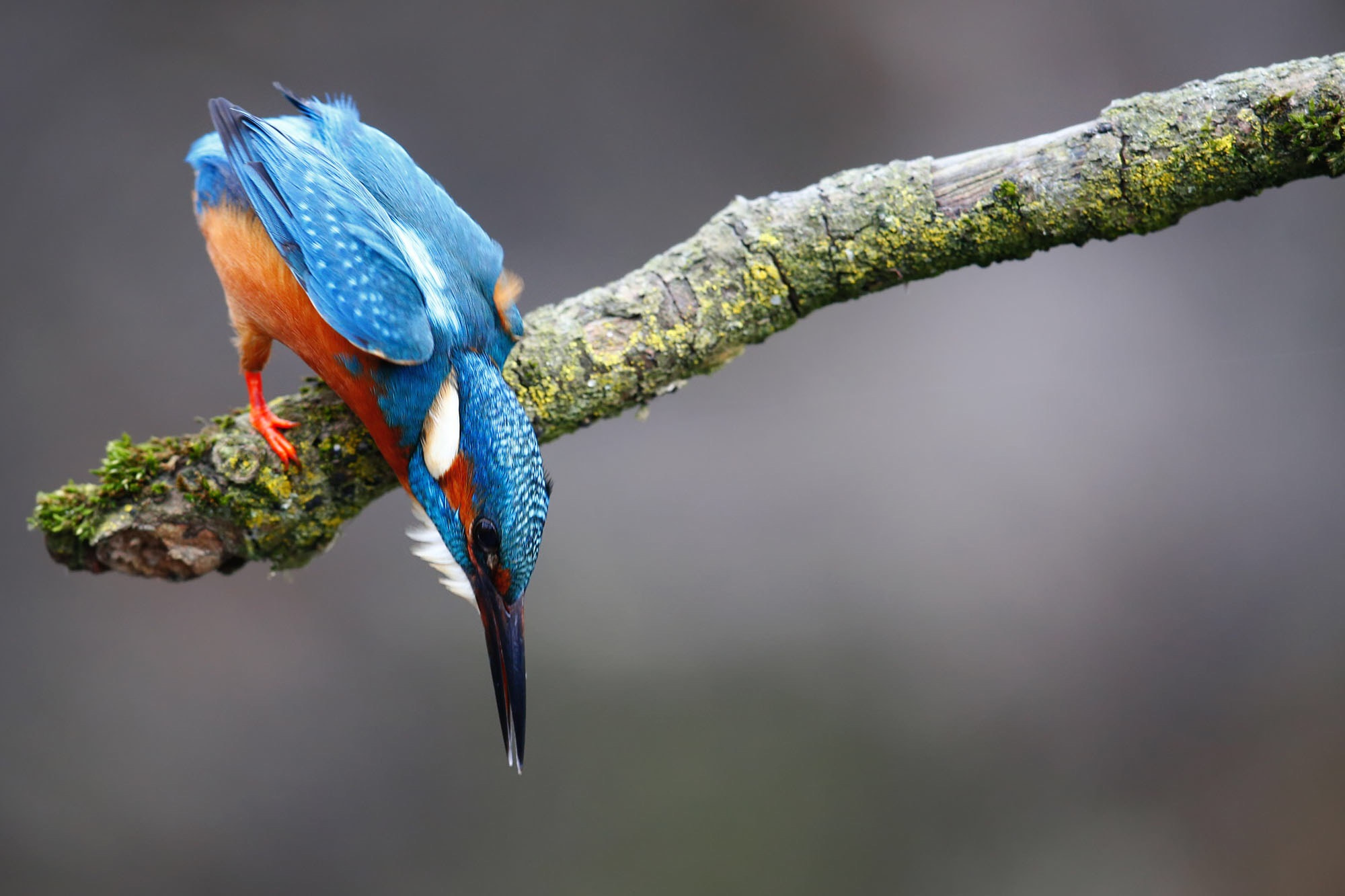 Canon EF 600mm F4L IS II USM sample photo. Kingfisher going of to dive photography