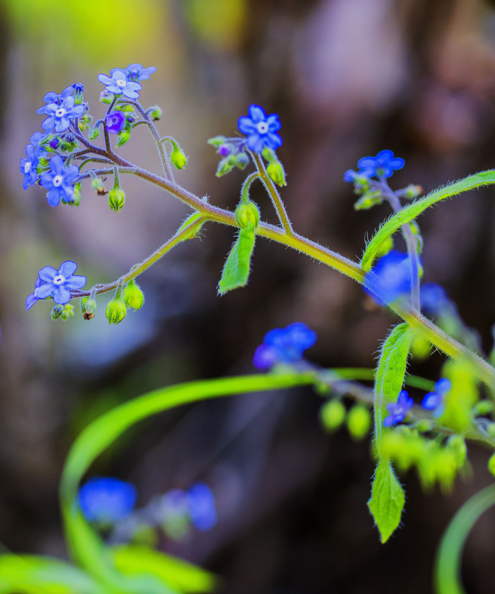Sigma 105mm F2.8 EX DG OS HSM sample photo. Spring flower photography
