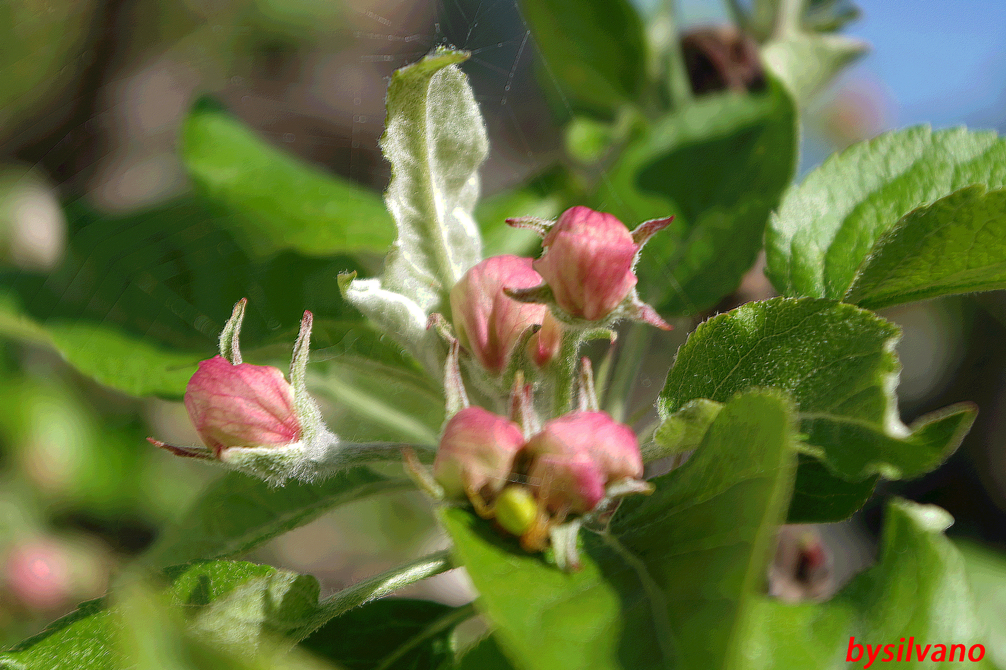 Pentax K-S1 sample photo. Melo in fiore photography